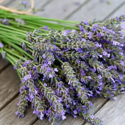 Lavender Candle | 8 oz