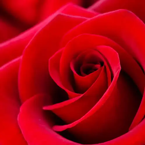 Rose Petals Candle | 8 oz